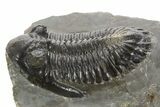 Detailed Hollardops Trilobite Fossil - Ofaten, Morocco #340234-1